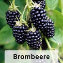 Bild 3 von Finest Garden Himbeeren / Brombeeren XL – die Großen