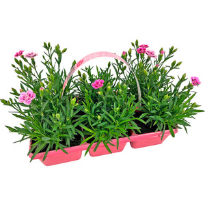 Nelke Dianthus 'Pink Kisses'