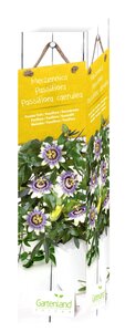 Passiflora Passionsblume