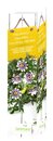 Bild 1 von Passiflora Passionsblume