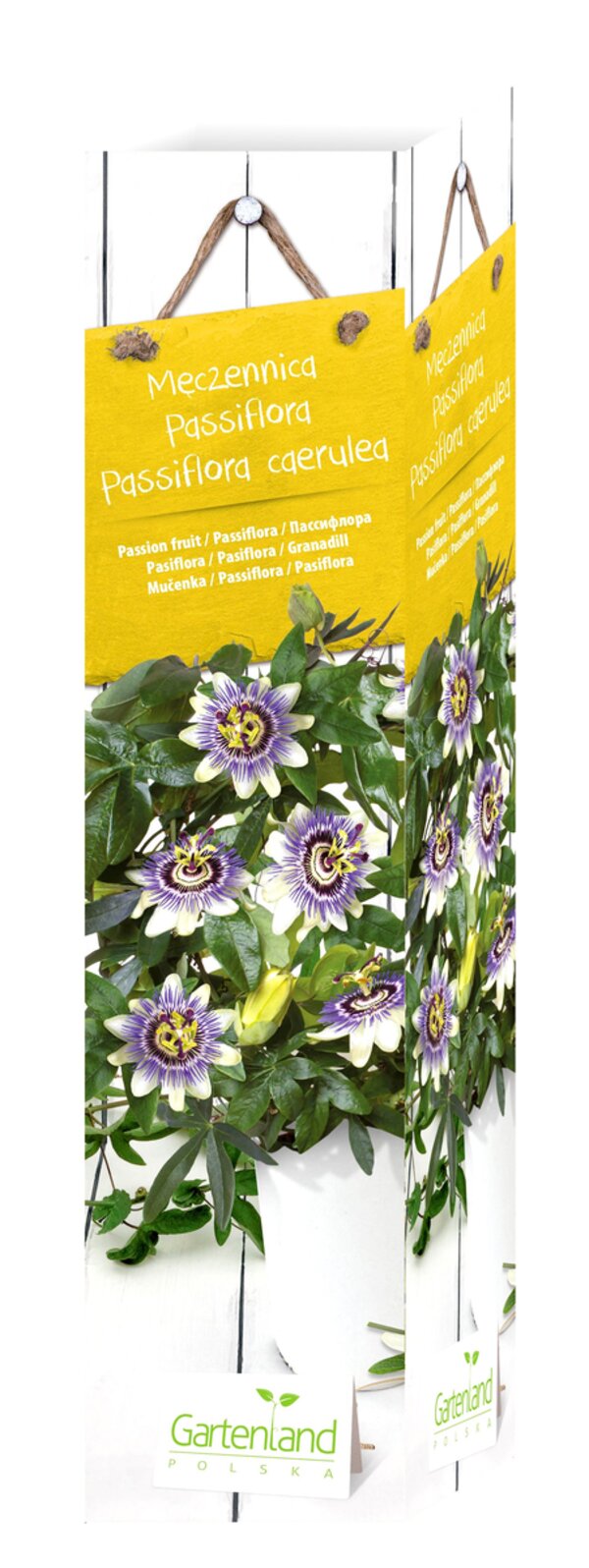 Bild 1 von Passiflora Passionsblume