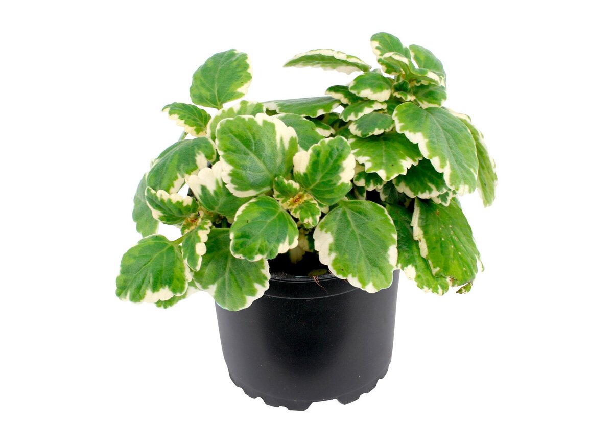 Bild 1 von Plectranthus Weihrauchpflanze mit aromatischem Duft