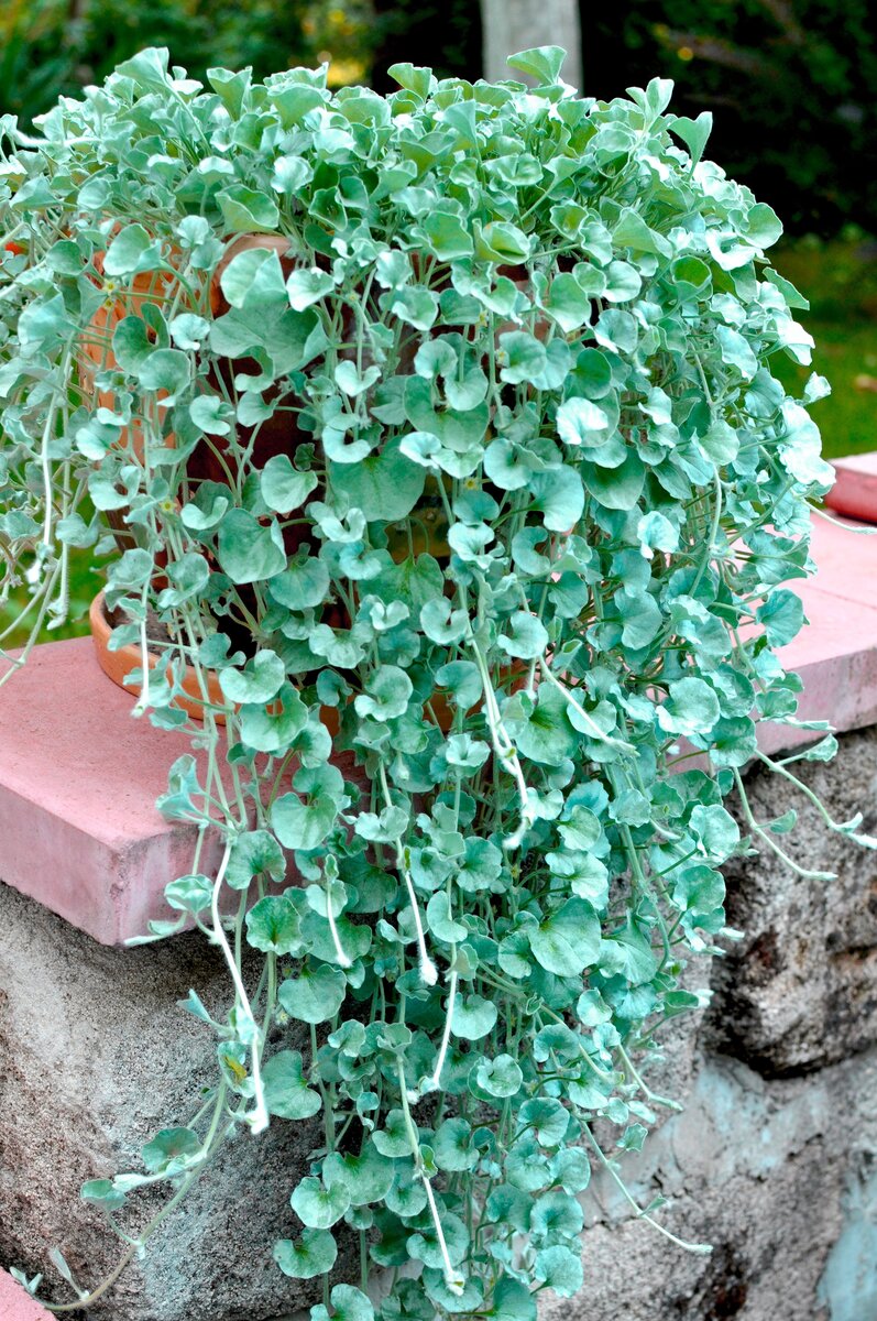 Bild 1 von Silberregen Dichondra