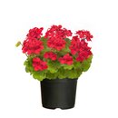Bild 1 von Geranie Pelargonium Caliente