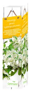 Kletterhortensie Hydrangea petiolaris