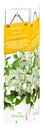 Bild 1 von Kletterhortensie Hydrangea petiolaris