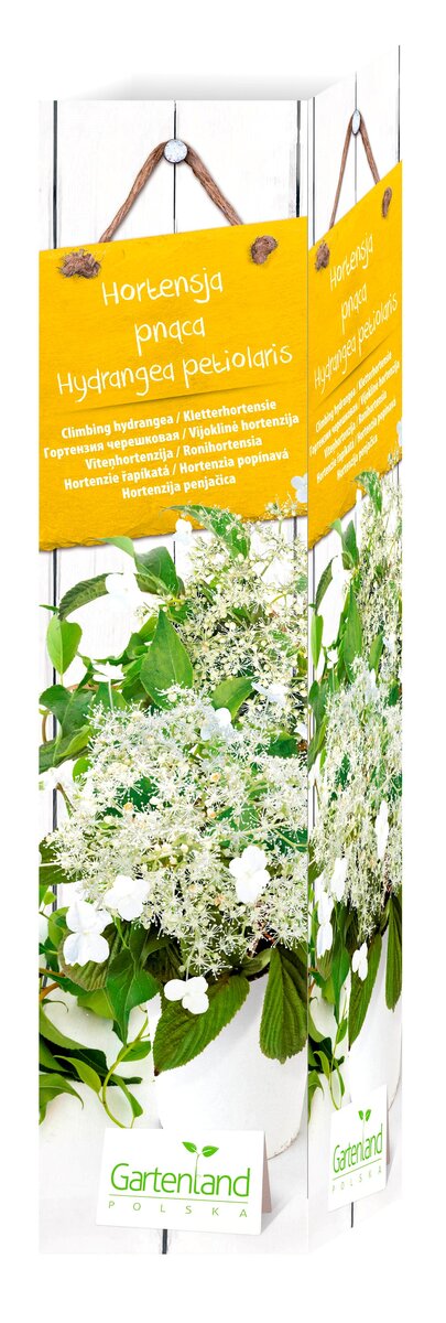 Bild 1 von Kletterhortensie Hydrangea petiolaris