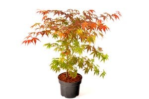 Roter Fächer-Ahorn attraktive Laubfarbe und leuchtende Herbstfärbung