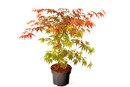Bild 1 von Roter Fächer-Ahorn attraktive Laubfarbe und leuchtende Herbstfärbung