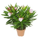 Bild 1 von GARDENLINE Oleander-Busch-Duo