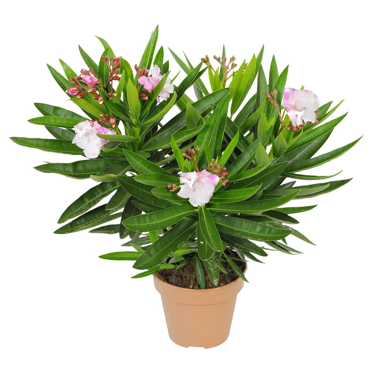 Bild 1 von GARDENLINE Oleander-Busch-Duo