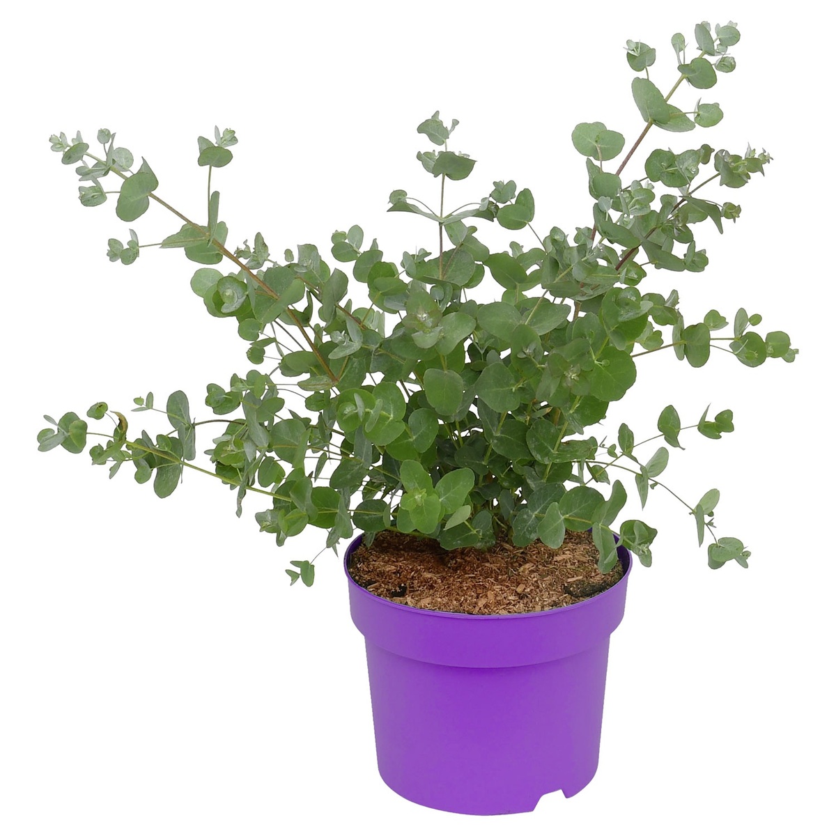 Bild 1 von GARDENLINE Eucalyptus gunnii