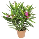 Bild 2 von GARDENLINE Oleander-Busch-Duo