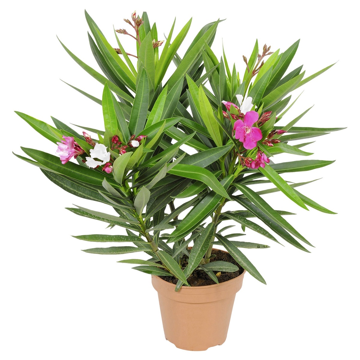 Bild 2 von GARDENLINE Oleander-Busch-Duo