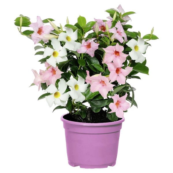 Bild 1 von GARDENLINE Dipladenia-Busch-Duo