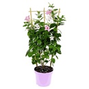 Bild 1 von GARDENLINE Dipladenia-Spalier oder -Pyramiden-Duo