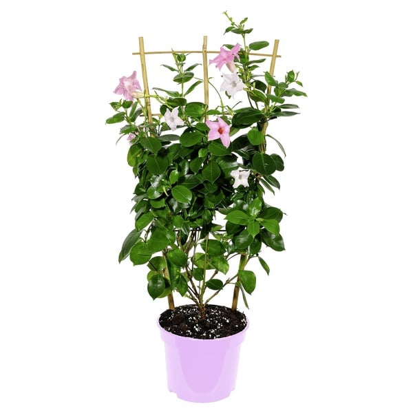 Bild 1 von GARDENLINE Dipladenia-Spalier oder -Pyramiden-Duo