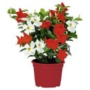 Bild 2 von GARDENLINE Dipladenia-Busch-Duo