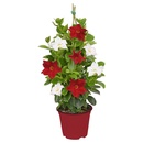 Bild 4 von GARDENLINE Dipladenia-Spalier oder -Pyramiden-Duo