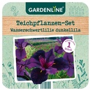 Bild 2 von GARDENLINE Teichpflanzen-Set