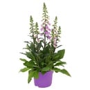 Bild 4 von GARDENLINE Dahlie oder Digitalis purpurea (Gartenfingerhut)