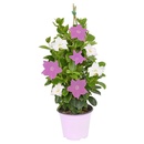 Bild 3 von GARDENLINE Dipladenia-Spalier oder -Pyramiden-Duo