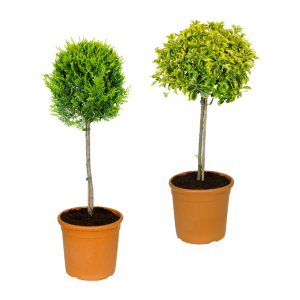 GARDENLINE ToskanaStämmchen von ALDI Nord für 18,99 € ansehen!