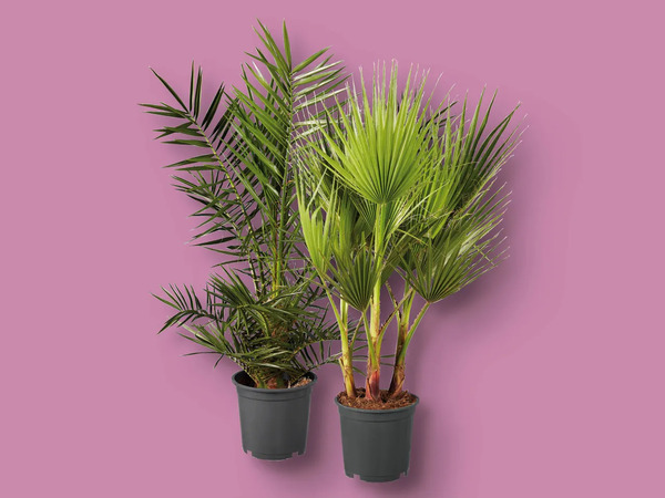Winterharte Palme, Topf von Lidl ansehen!