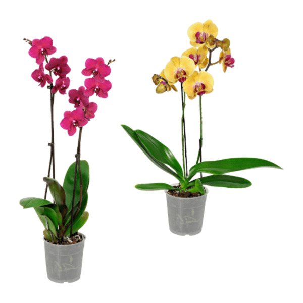 Bild 1 von GARDENLINE Phalaenopsis