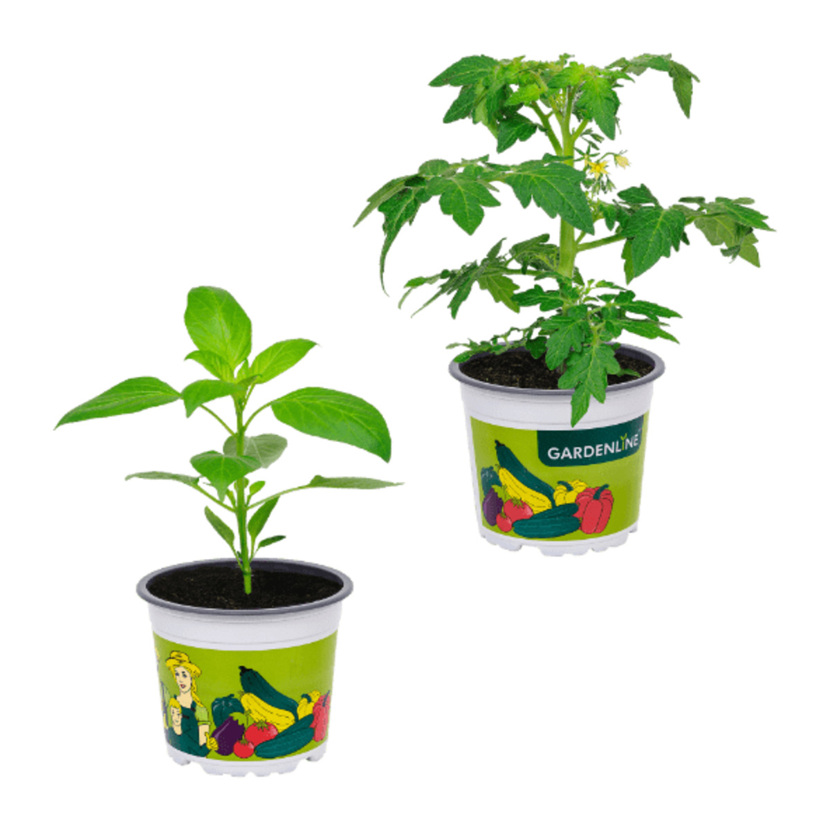 Bild 1 von GARDENLINE Gemüsepflanze