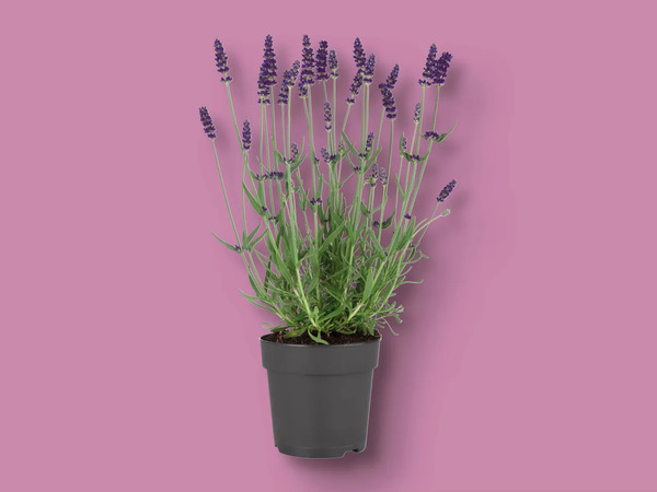 Bild 1 von Lavendel angustifolia, 
         Topf