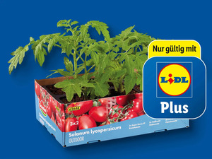 Tomatenpflanzen, 
         6er-Tray