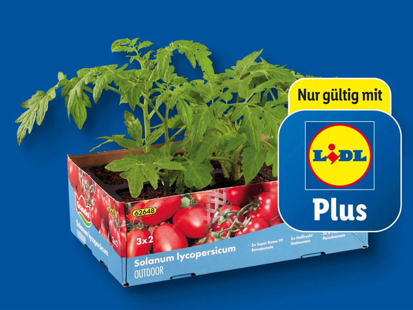 Bild 1 von Tomatenpflanzen, 
         6er-Tray