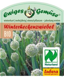 Winterheckenzwiebel Allium fistulosum 12 cm Topf