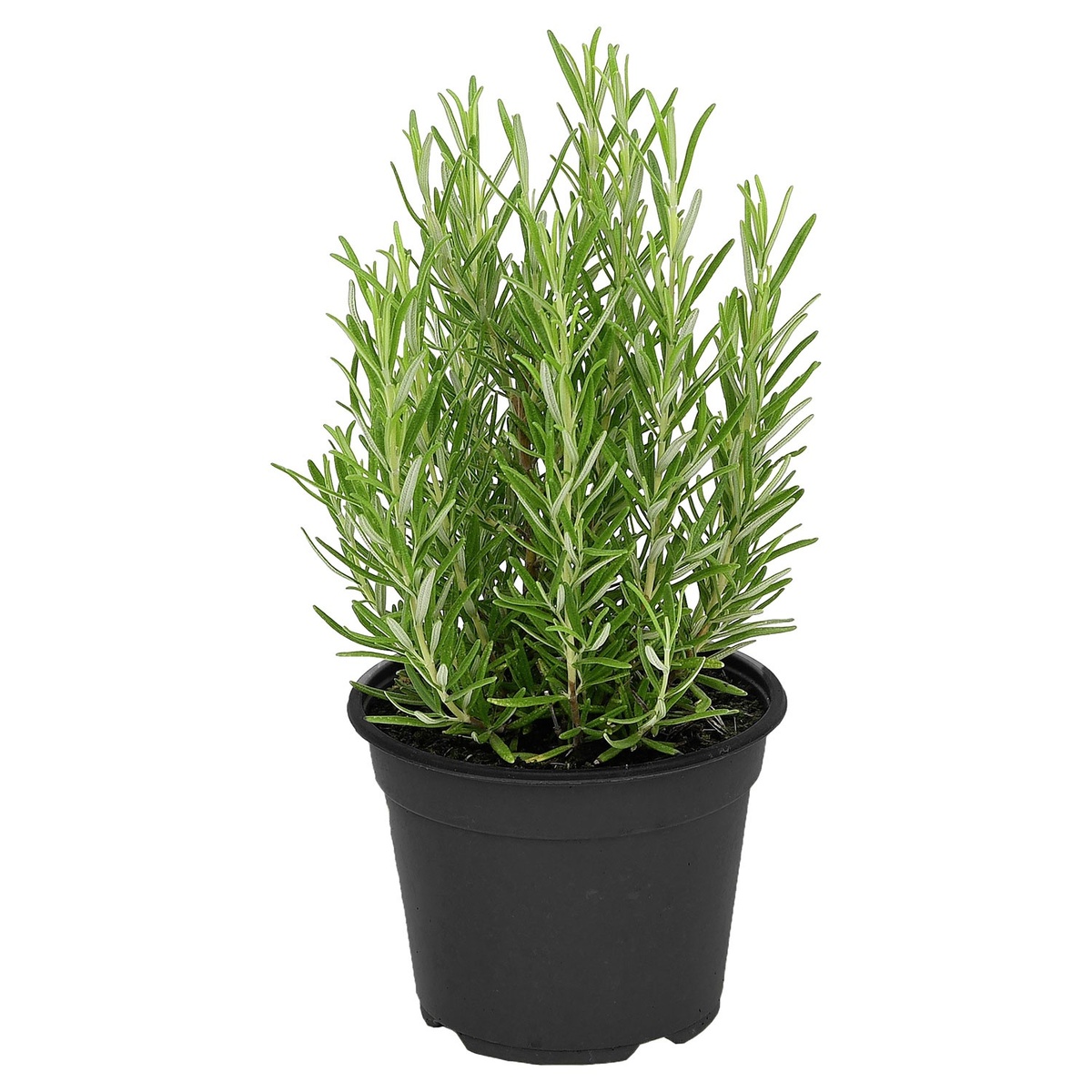 Bild 3 von GARDENLINE Kräuter, z.B. Zitronenmelisse