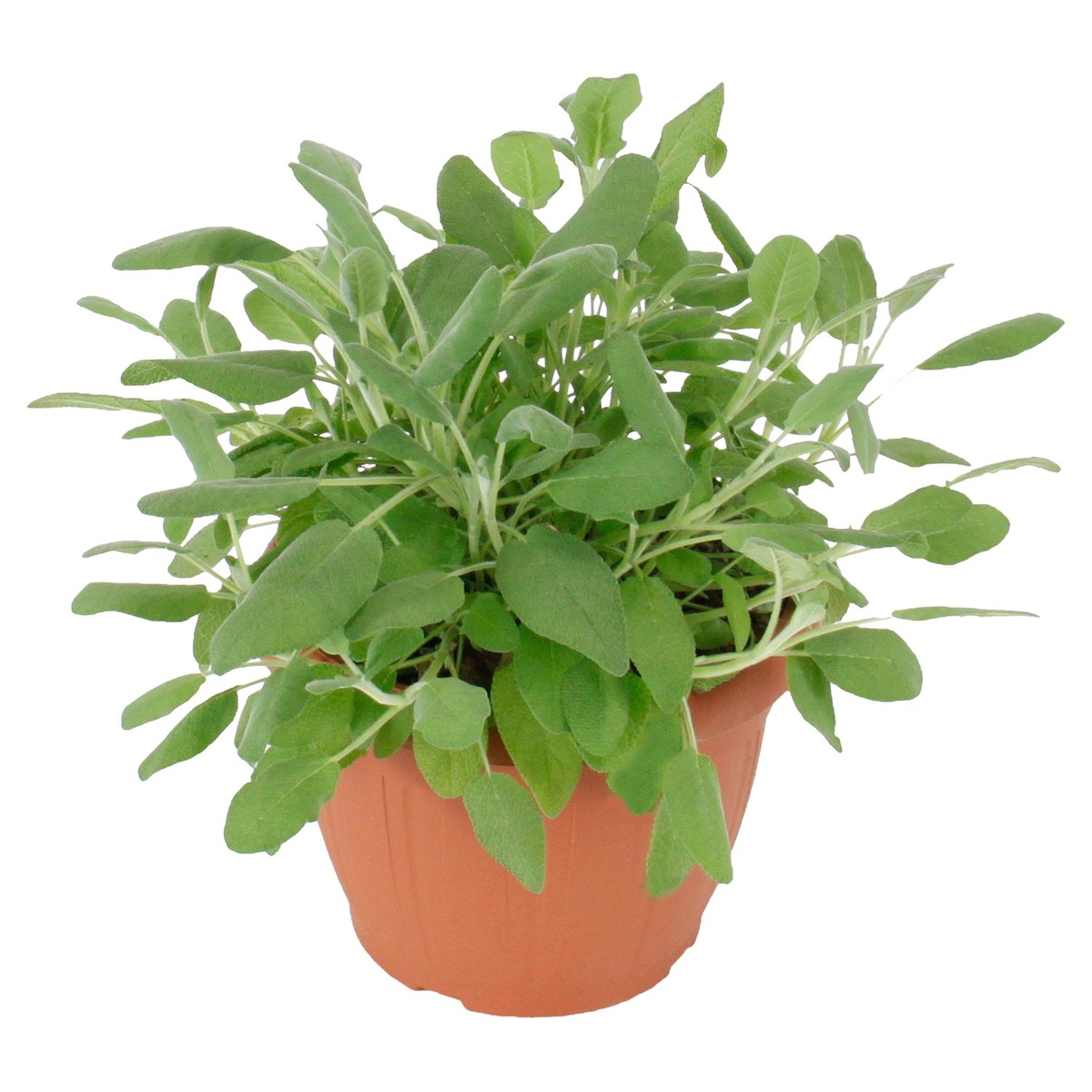 Bild 2 von GARDENLINE Kräuter, z.B. Thymian