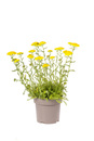 Bild 1 von Schafgarbe Achillea millefolium 19 cm Topf