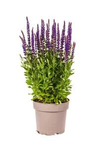 Steppen-Salbei Salvia nemorosa 19 cm Topf