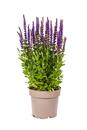 Bild 1 von Steppen-Salbei Salvia nemorosa 19 cm Topf
