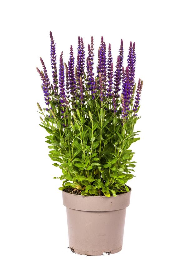 Bild 1 von Steppen-Salbei Salvia nemorosa 19 cm Topf