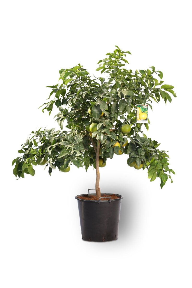 Bild 1 von XXL Zitrus-Gewächse