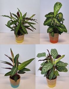 Arrangement für Innen Korbmarante Calathea im 12 cm Topf