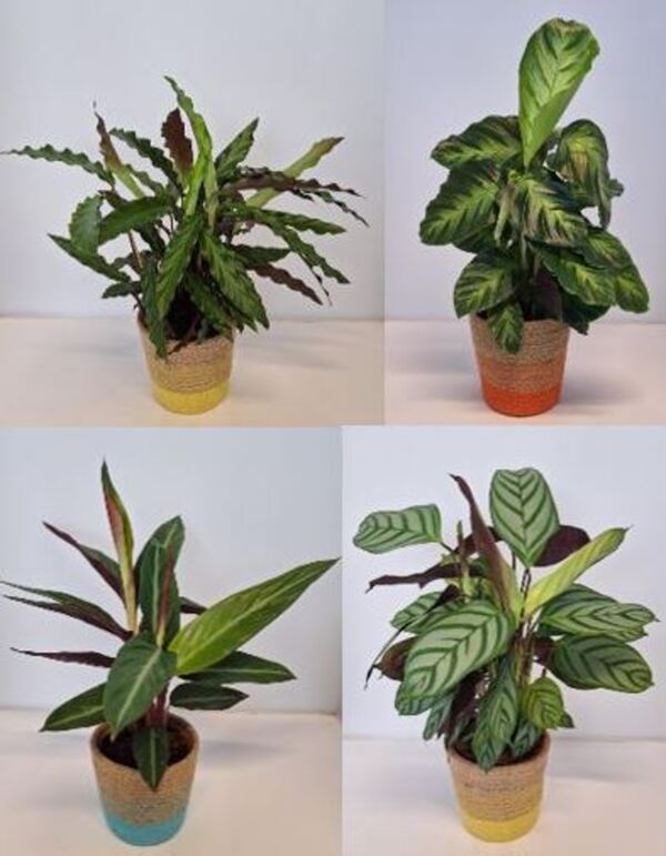 Bild 1 von Arrangement für Innen Korbmarante Calathea im 12 cm Topf