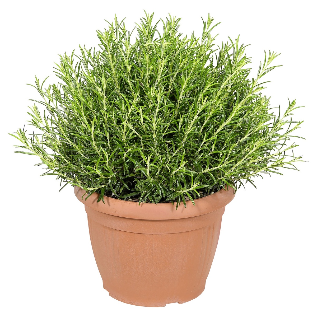 Bild 3 von GARDENLINE Kräuter, z.B. Thymian