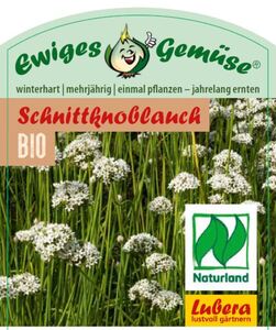 Schnittknoblauch Allium tuberosum 12 cm Topf