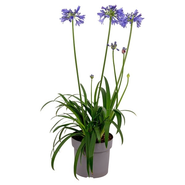 Bild 1 von GARDENLINE Agapanthus