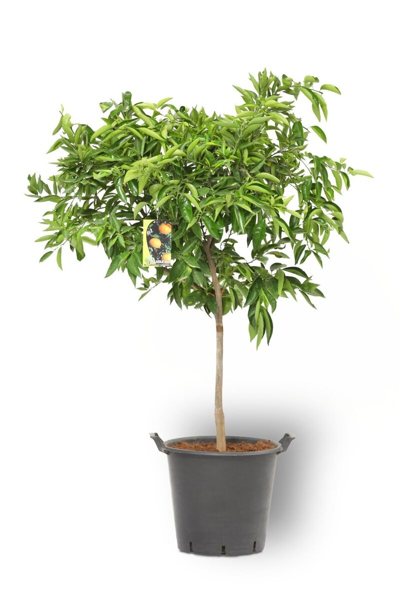 Bild 3 von XXL Zitrus-Gewächse