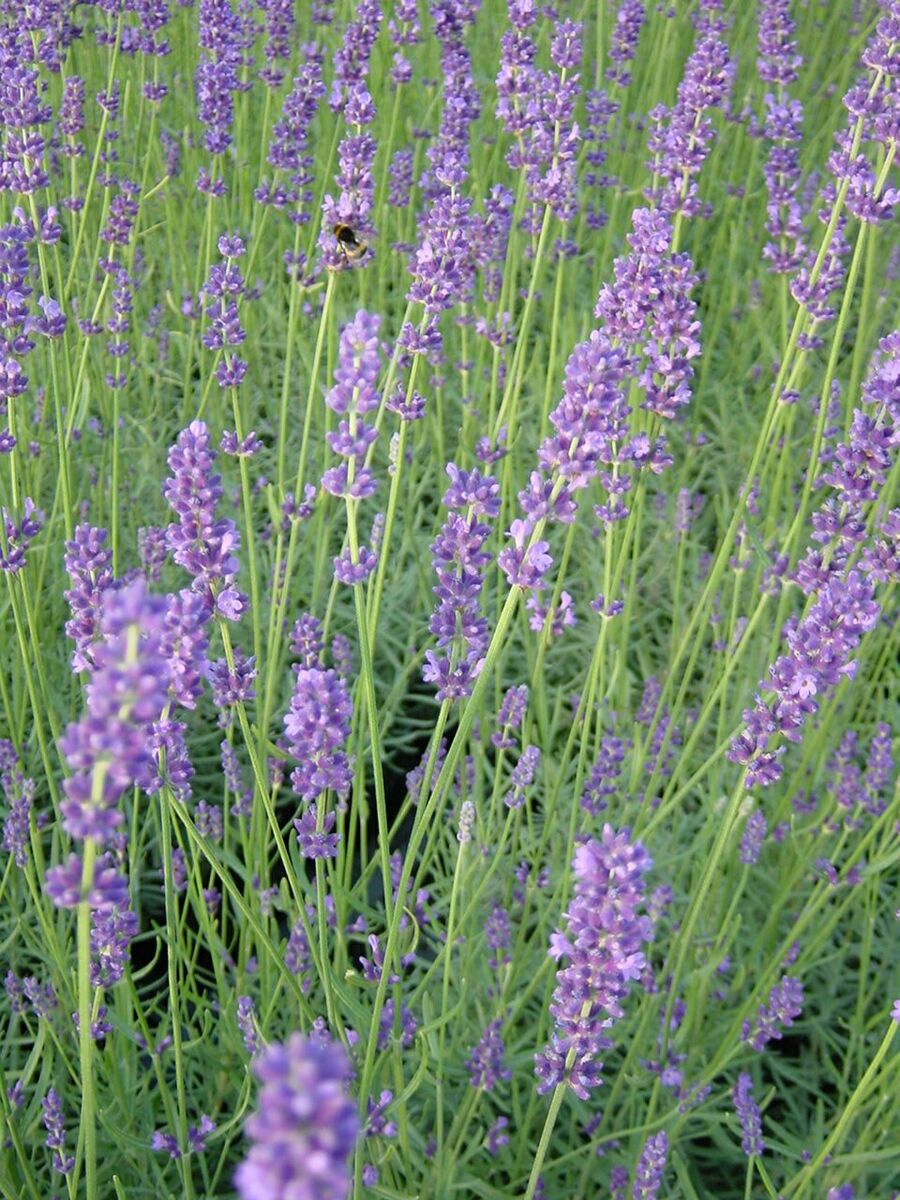 Bild 2 von Duftlavendel