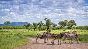 Rundreisen Südafrika, Botswana & Simbabwe: Rundreise durch den Süden Afrikas inkl. UNESCO Welterbe-Stätten