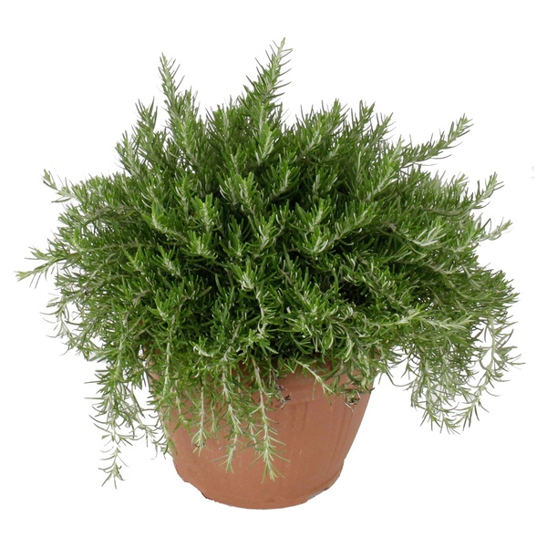 GARDENLINE Kräuter, z.B. Thymian von ALDI SÜD ansehen!